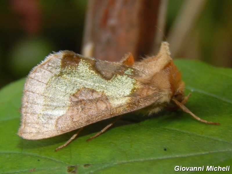 Noctuidae da ID